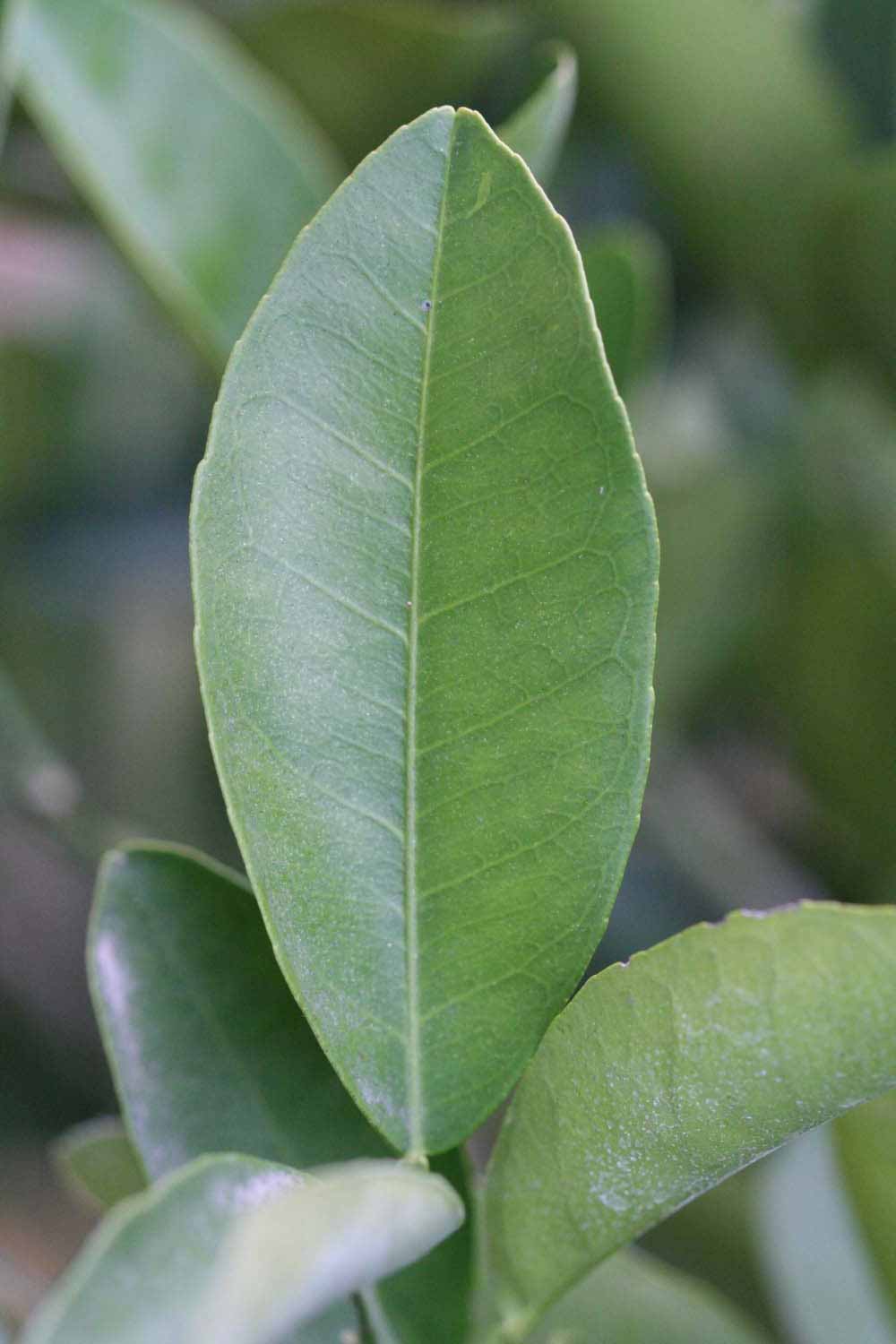            Unifoliolate leaf (Riverside, CA)   